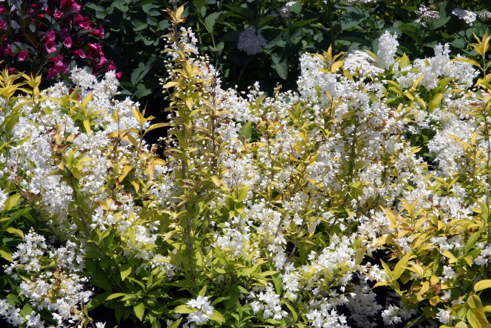 Slender Deutzia (Deutzia Gracilis) — is a charming deciduous shrub that offers a splendid display of delicate white flowers each spring
