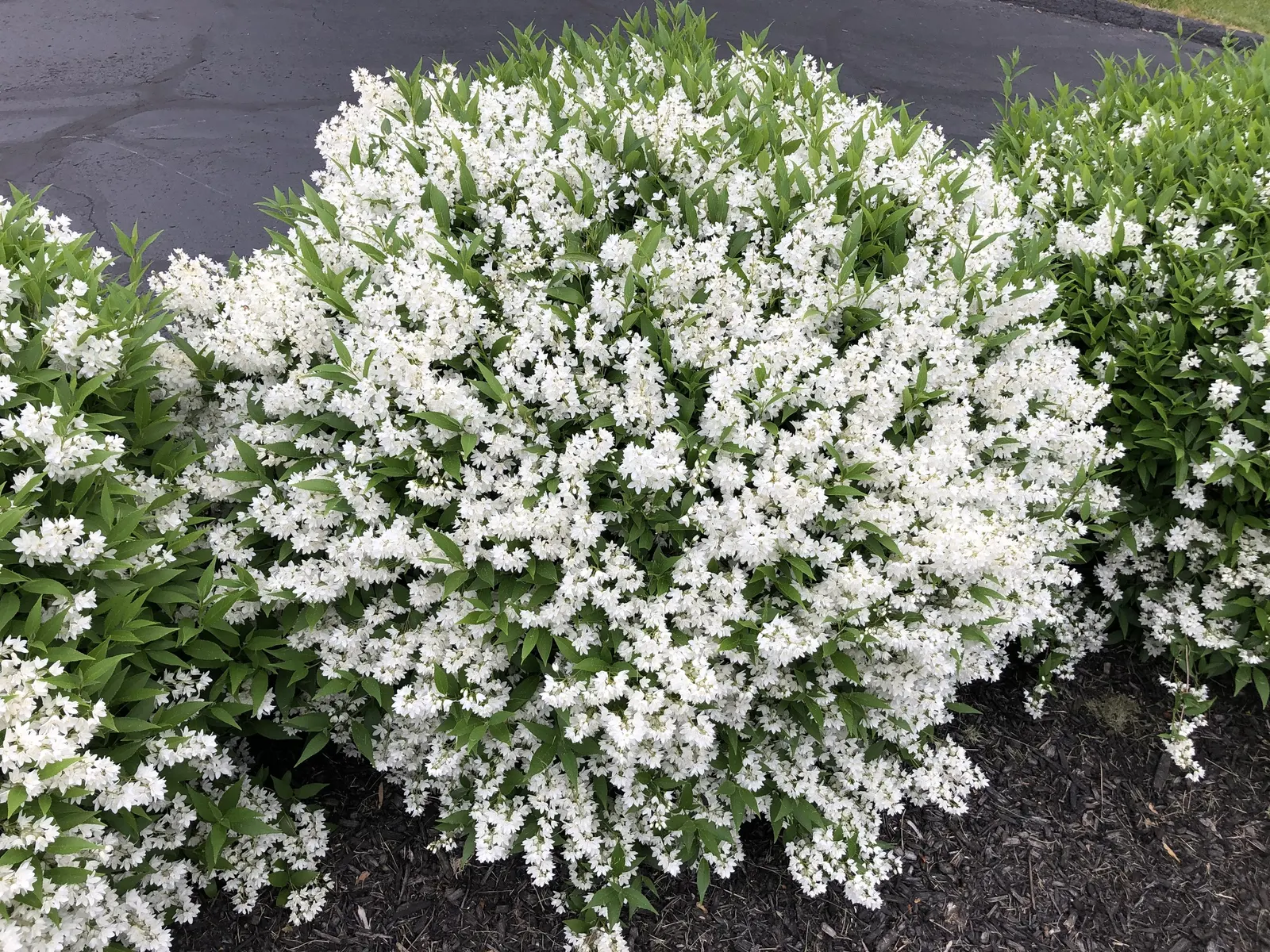 Slender Deutzia (Deutzia Gracilis) — arching branches and dense