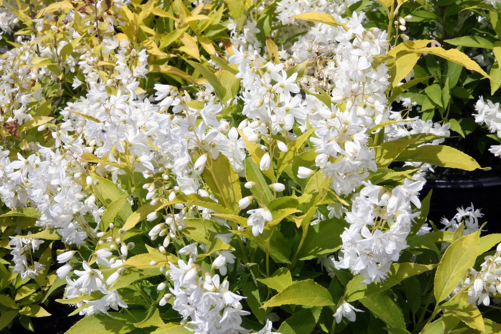 Slender Deutzia (Deutzia Gracilis) — cascading white flowers that bloom in late spring