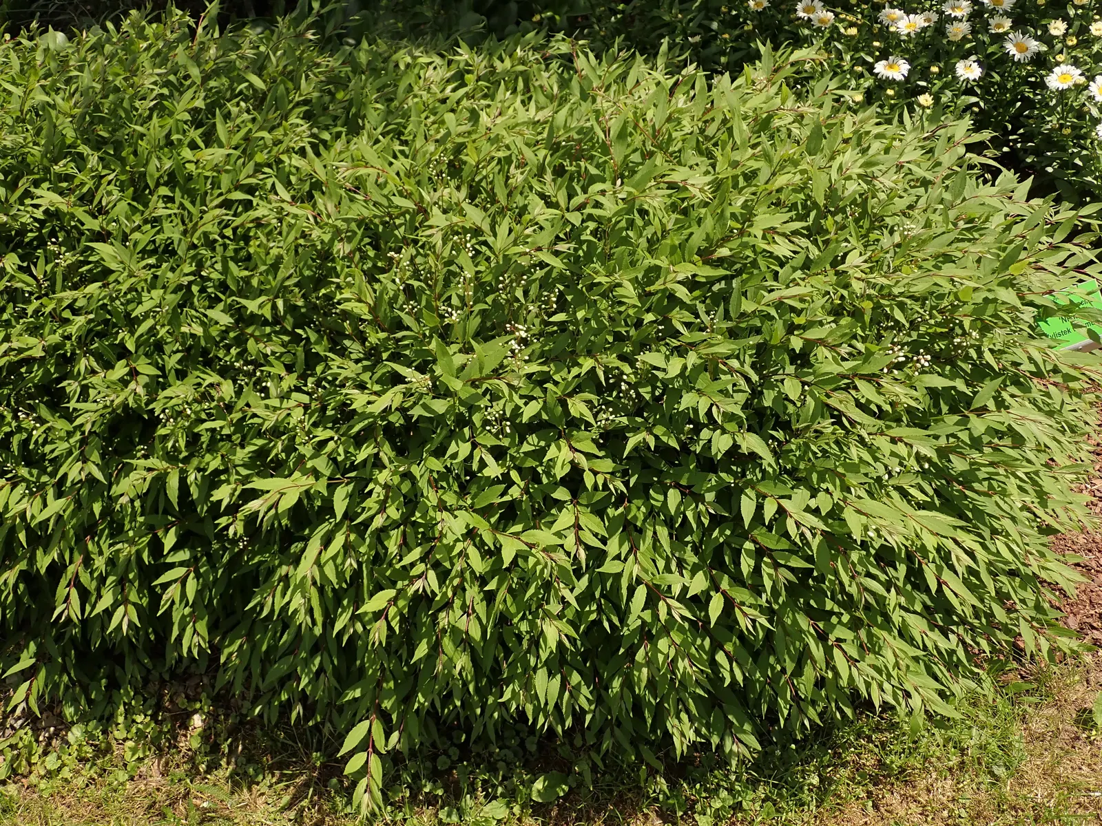 Slender Deutzia (Deutzia Gracilis) — Standing at an average height of 2 to 4 feet with a similar spread of 2 to 5 feet