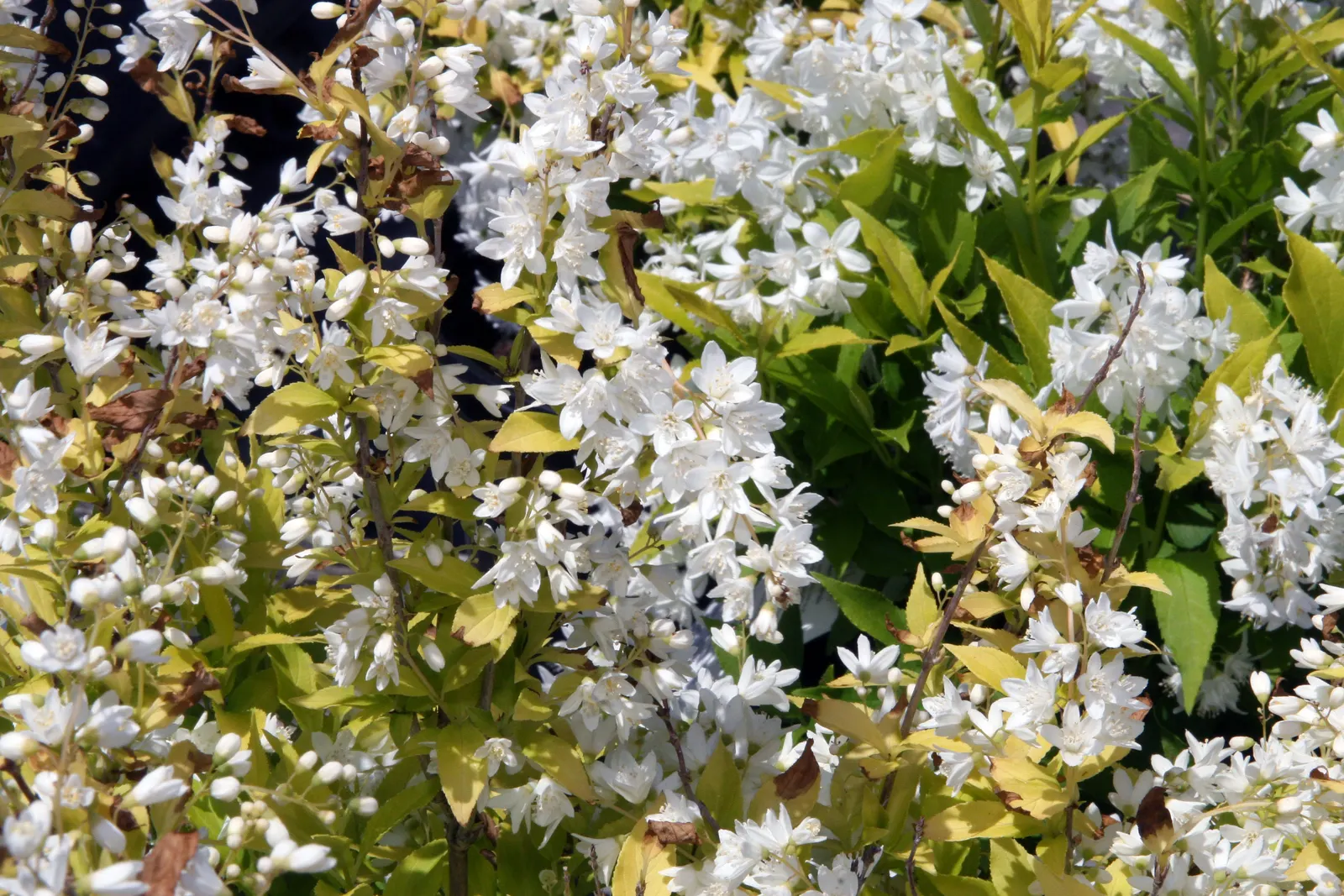 Slender Deutzia (Deutzia Gracilis) — It stands at a mature height of 2-5 feet with a similar spread