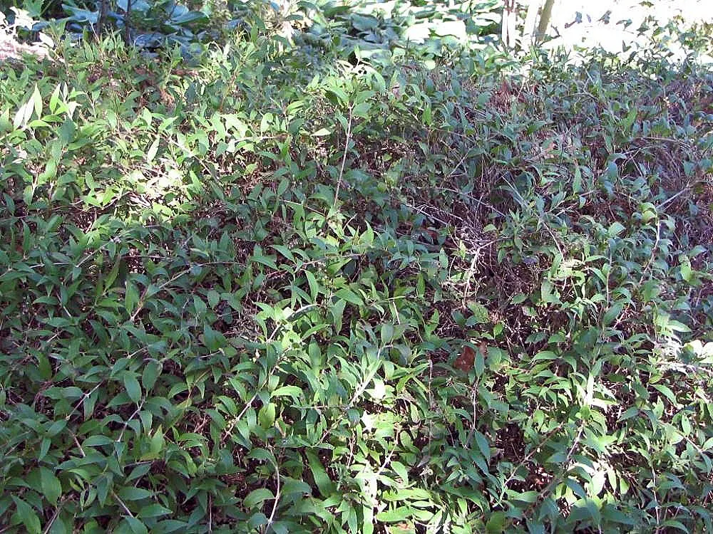 Slender Deutzia (Deutzia Gracilis) — Slender Deutzia (Deutzia gracilis) is a graceful