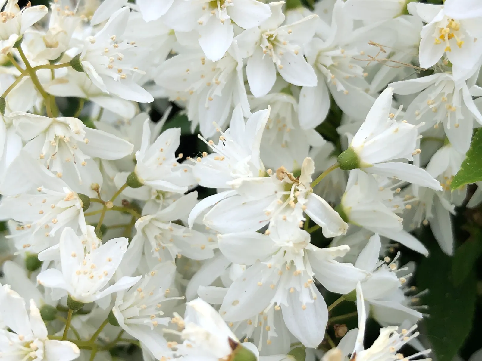 Slender Deutzia (Deutzia Gracilis) — making it a delightful addition to any garden design