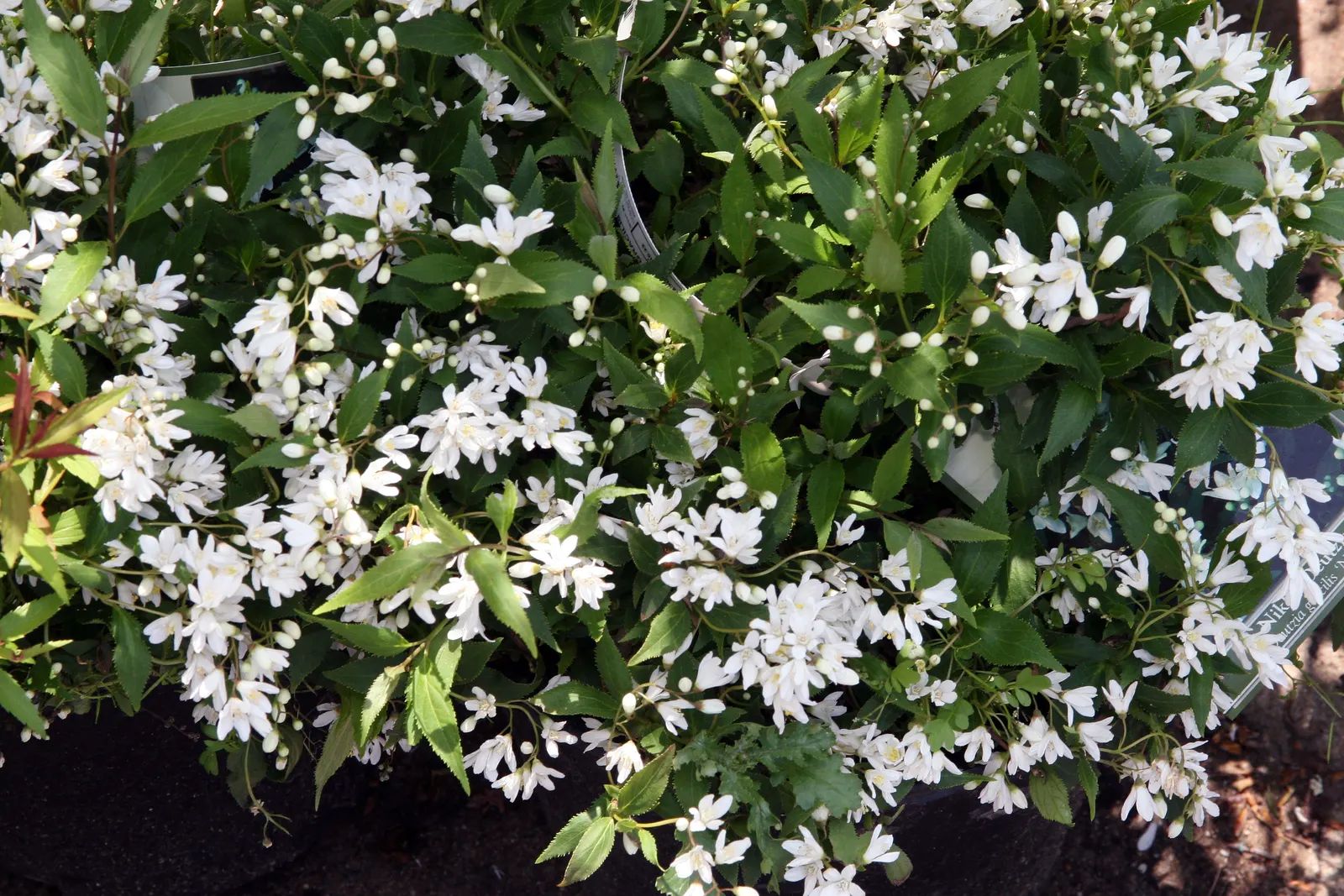 Slender Deutzia (Deutzia Gracilis) — Its compact form and low maintenance make it a versatile choice for borders