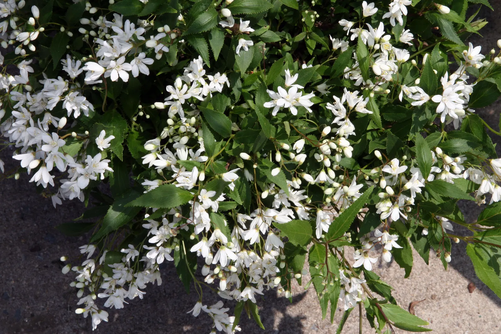 Slender Deutzia (Deutzia Gracilis) — scientifically known as Deutzia gracilis