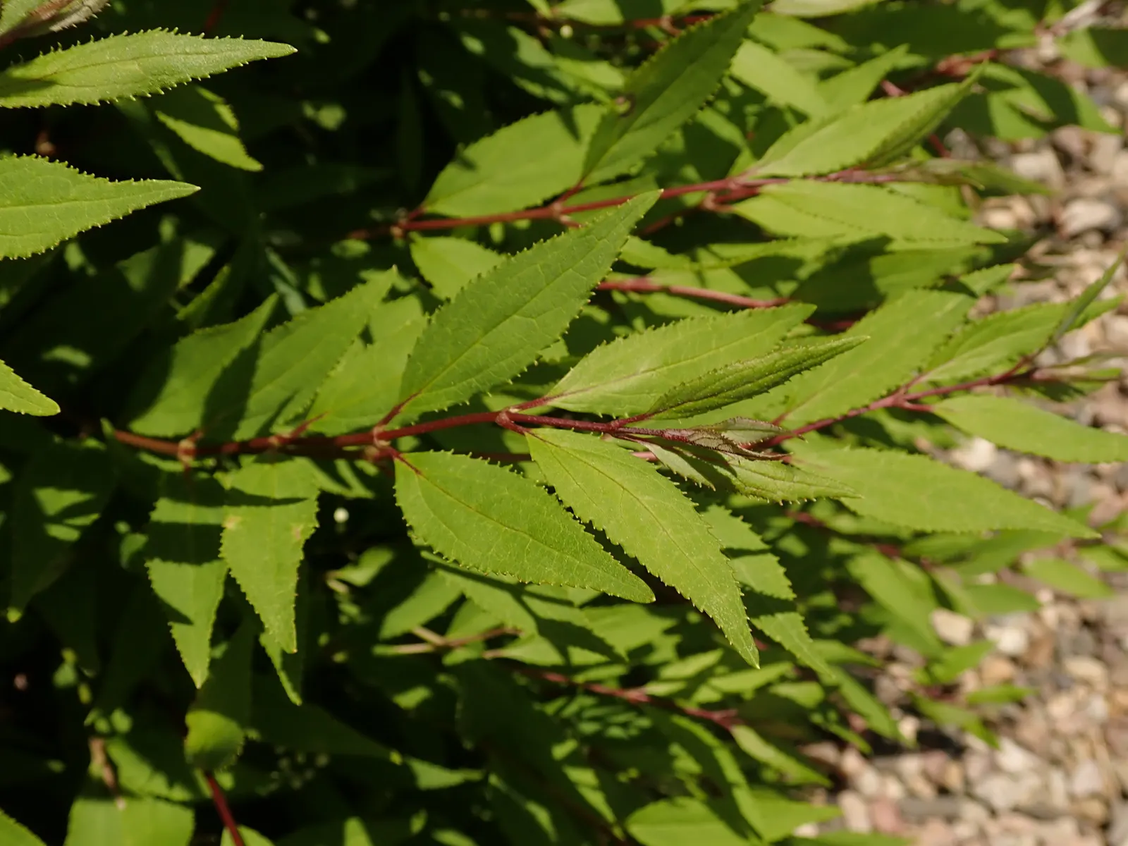 Slender Deutzia (Deutzia Gracilis) — deciduous shrub renowned for its lush