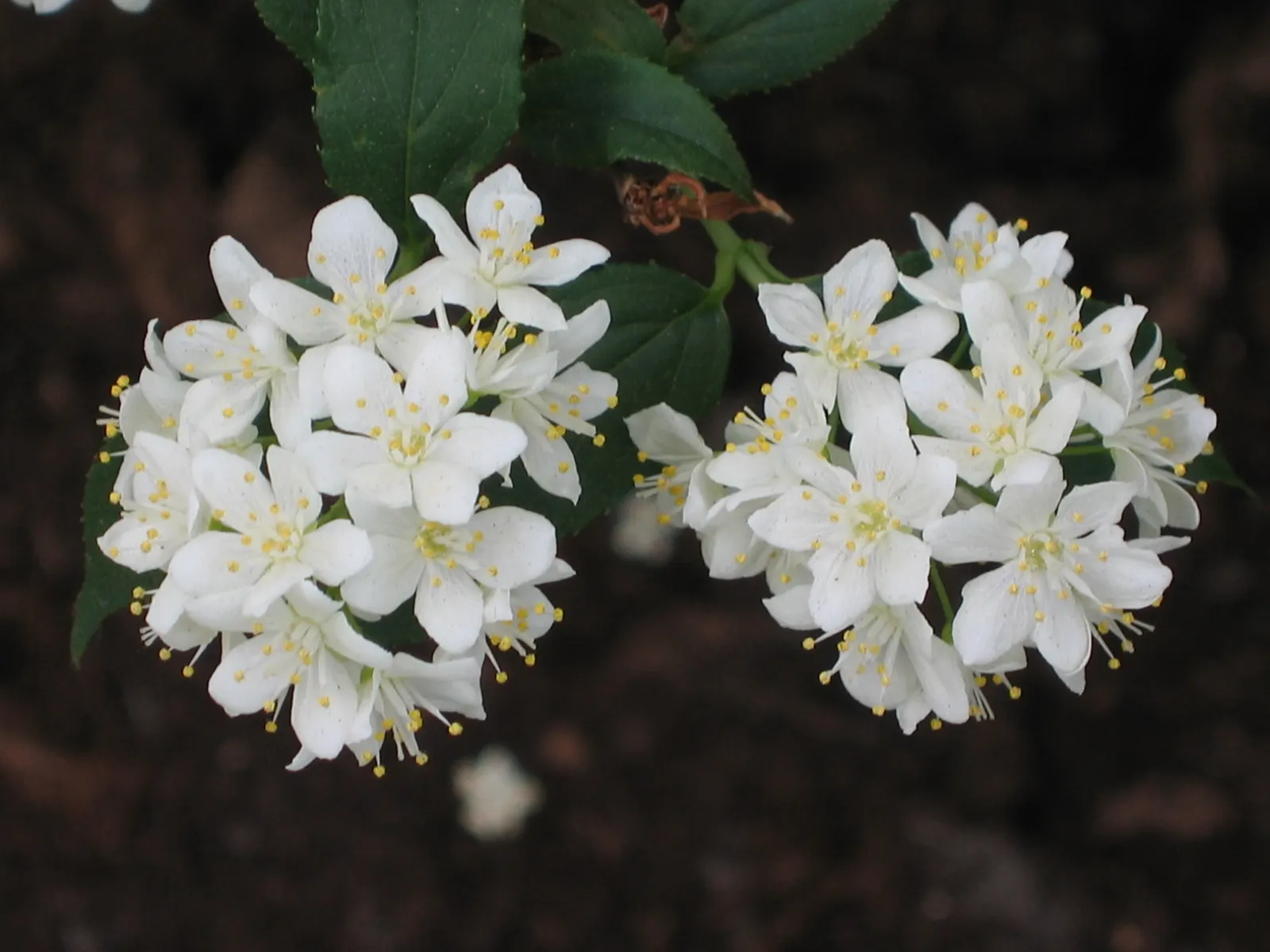Slender Deutzia (Deutzia Gracilis) — star-shaped flowers that cluster along its branches