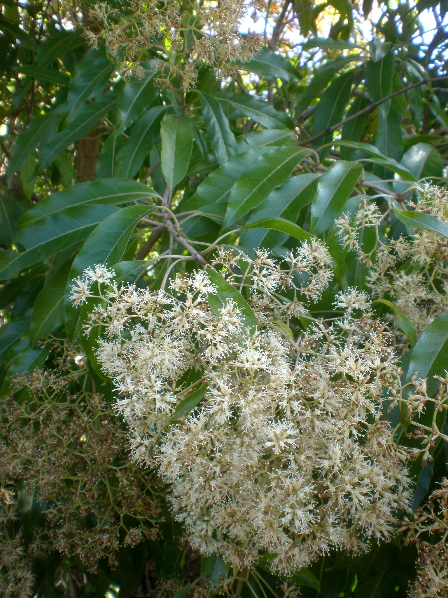 Forest Elder, Forest Nuxia (Nuxia Floribunda) — Hardiness varies by region