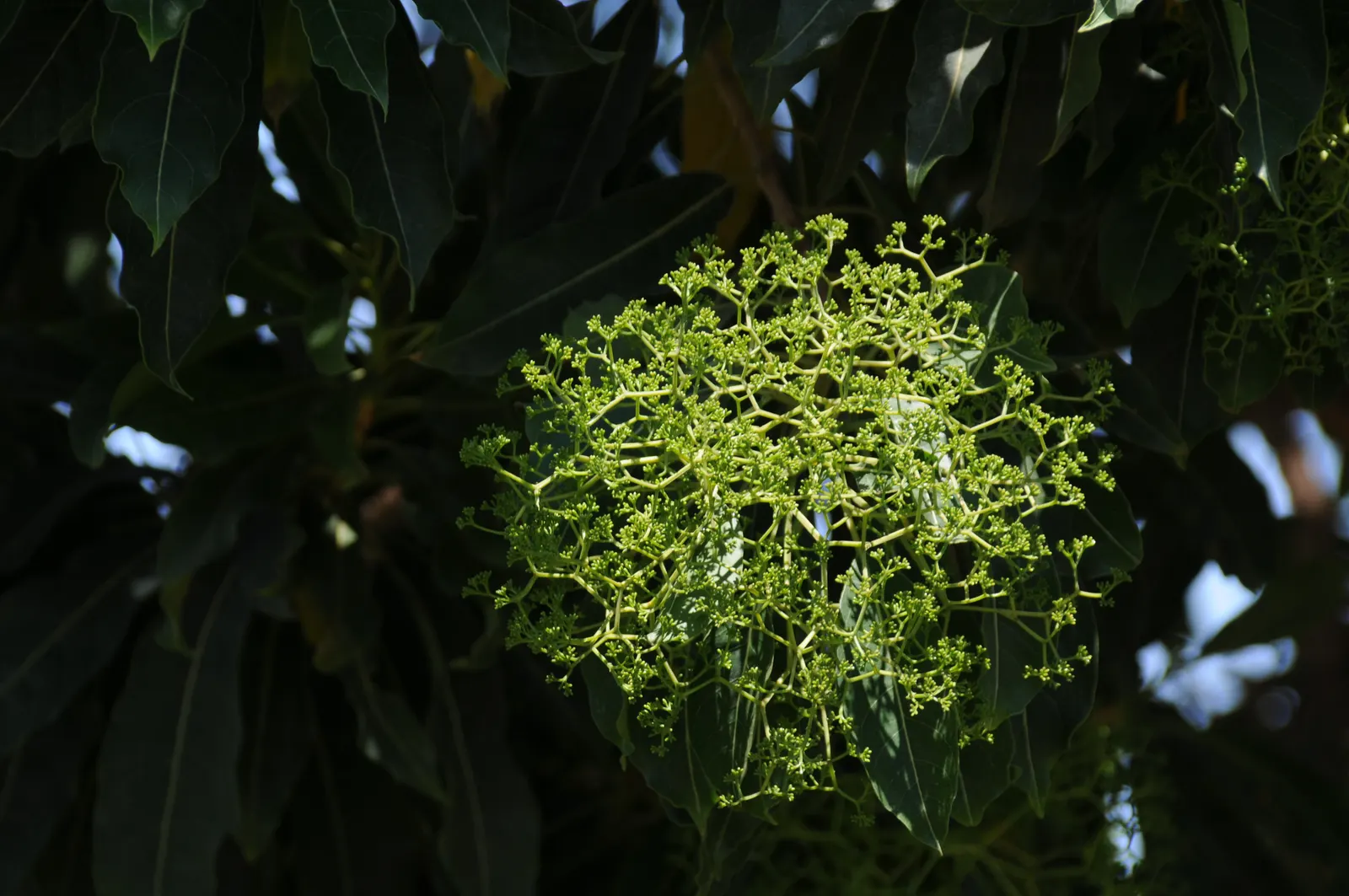Forest Elder, Forest Nuxia (Nuxia Floribunda) — Gardeners cherish the Forest Elder for its year-round aesthetic appeal and its attractive