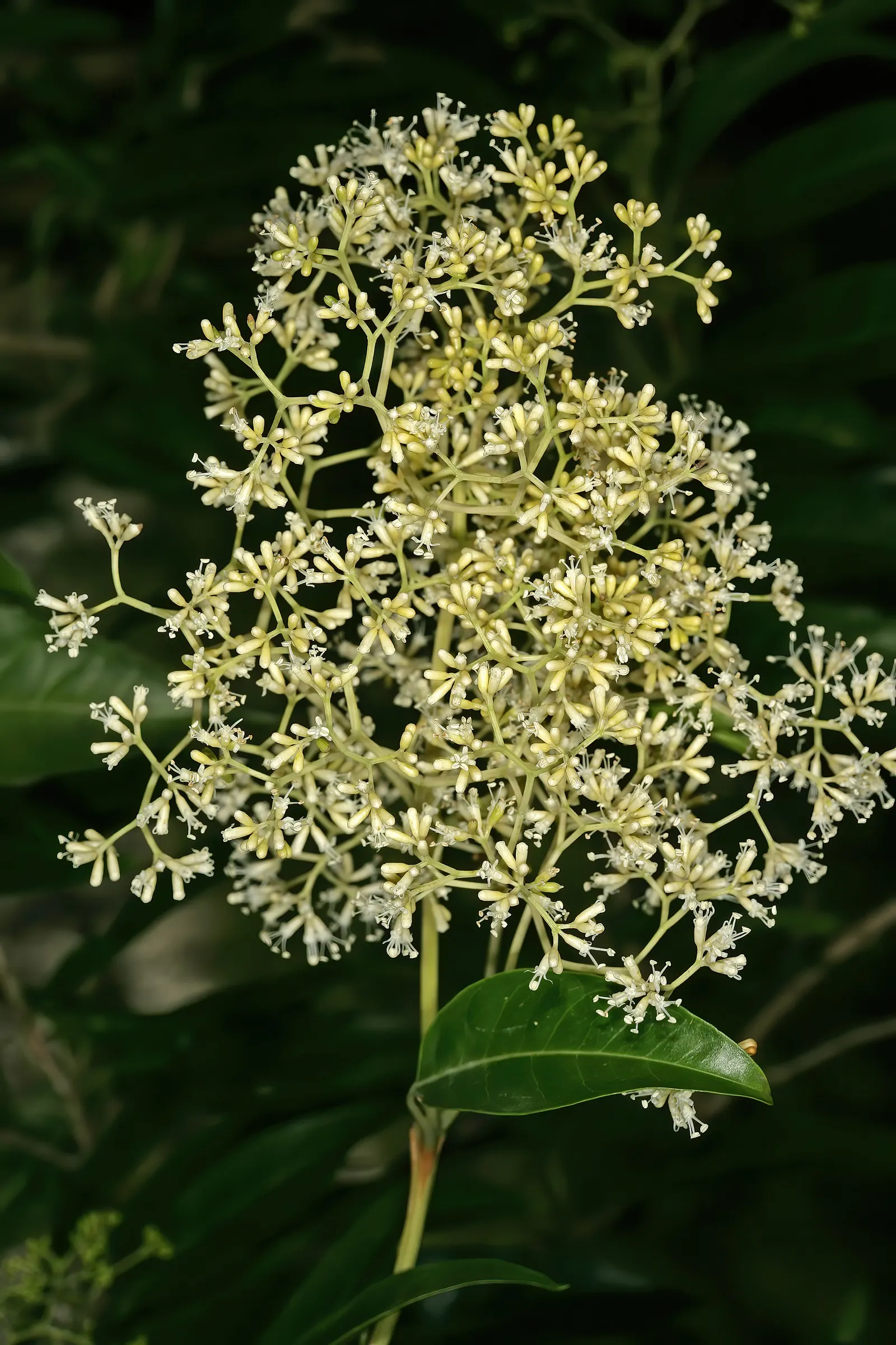 Forest Elder, Forest Nuxia (Nuxia Floribunda) — The tree thrives under full sun to partial shade in well-draining soil, preferring a moderate amount of water
