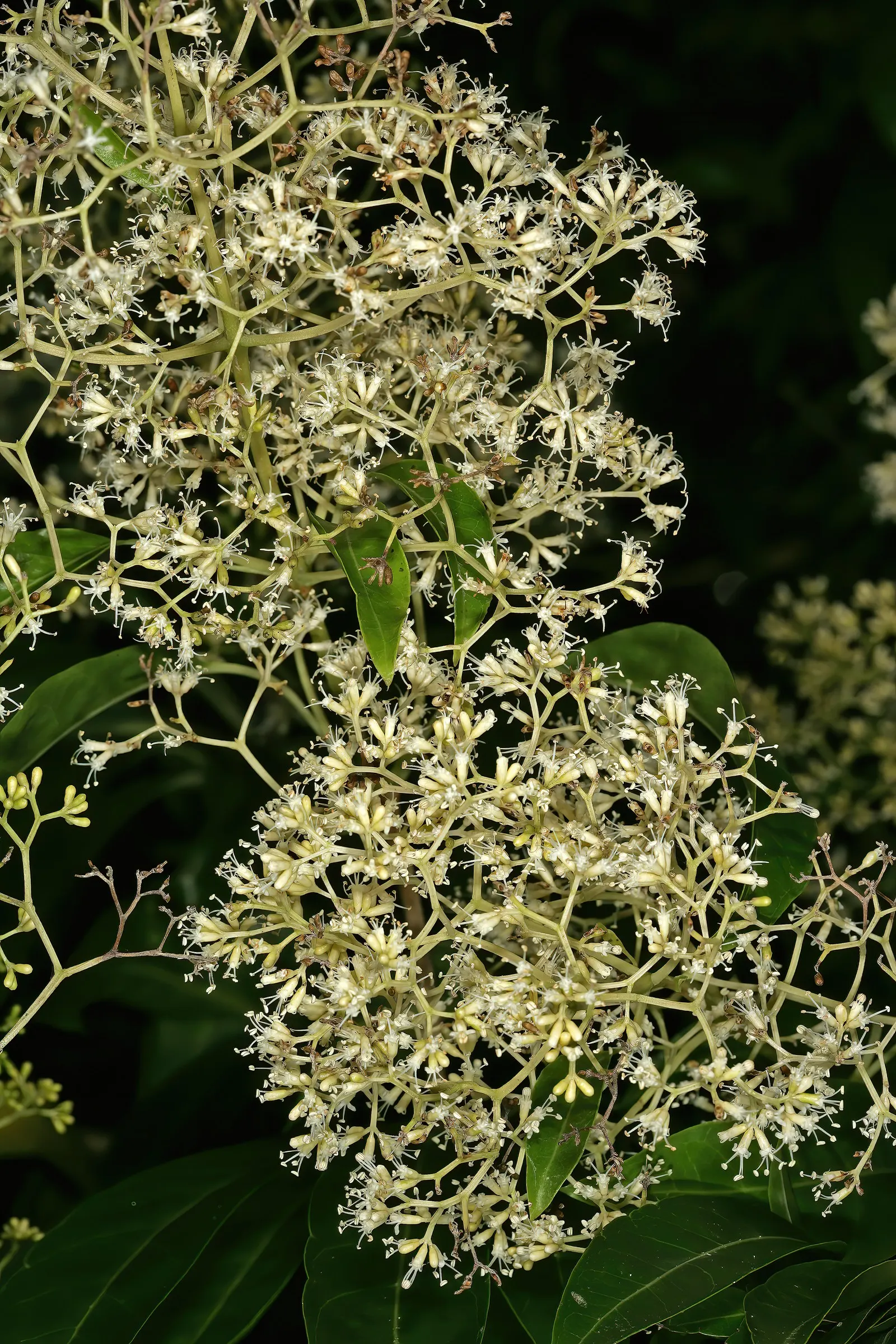 Forest Elder, Forest Nuxia (Nuxia Floribunda) — white flowers which typically bloom from late winter into early spring