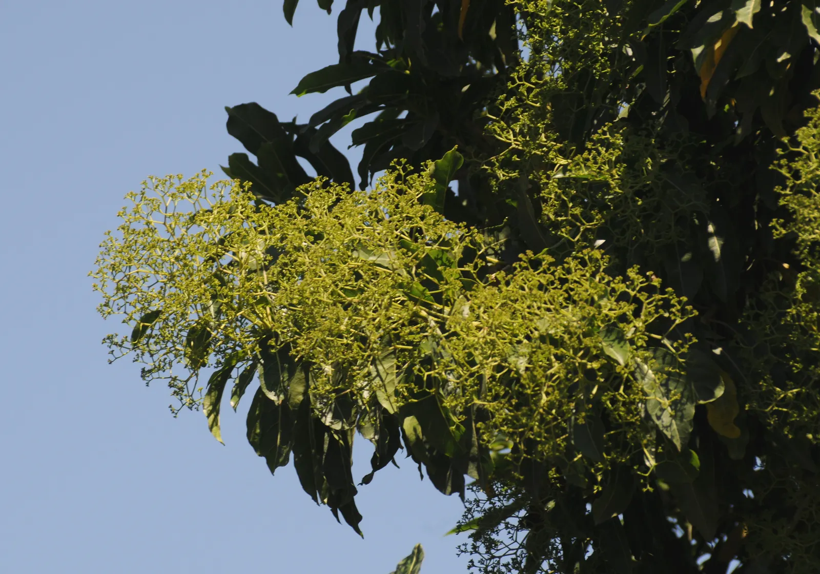 Forest Elder, Forest Nuxia (Nuxia Floribunda) — It is also suited for small gardens where space might be limited