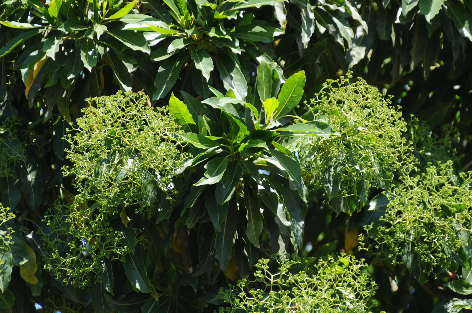 Forest Elder, Forest Nuxia (Nuxia Floribunda) — Preferring moist, well-drained soil, it thrives in full sun to partial shade