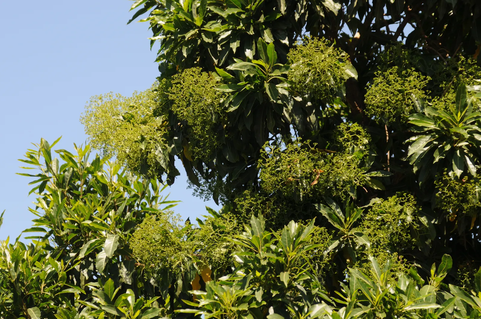 Forest Elder, Forest Nuxia (Nuxia Floribunda) — scientifically known as Nuxia floribunda