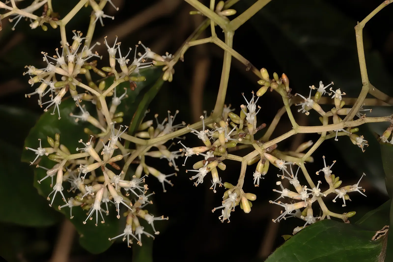 Forest Elder, Forest Nuxia (Nuxia Floribunda) — This semi-deciduous tree graces landscapes with its abundant clusters of fragrant