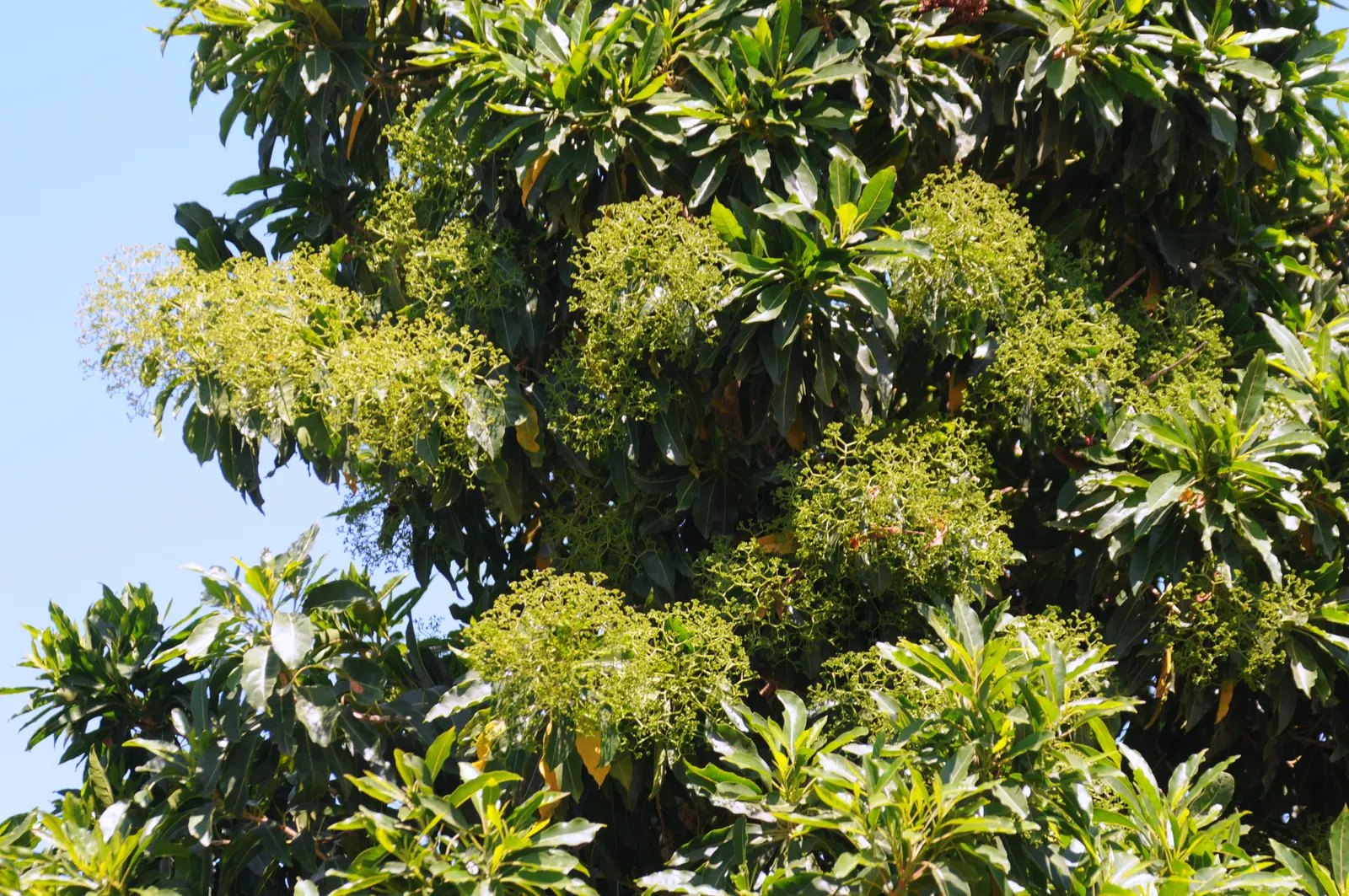 Forest Elder, Forest Nuxia (Nuxia Floribunda) — commonly called Forest Elder or Forest Nuxia