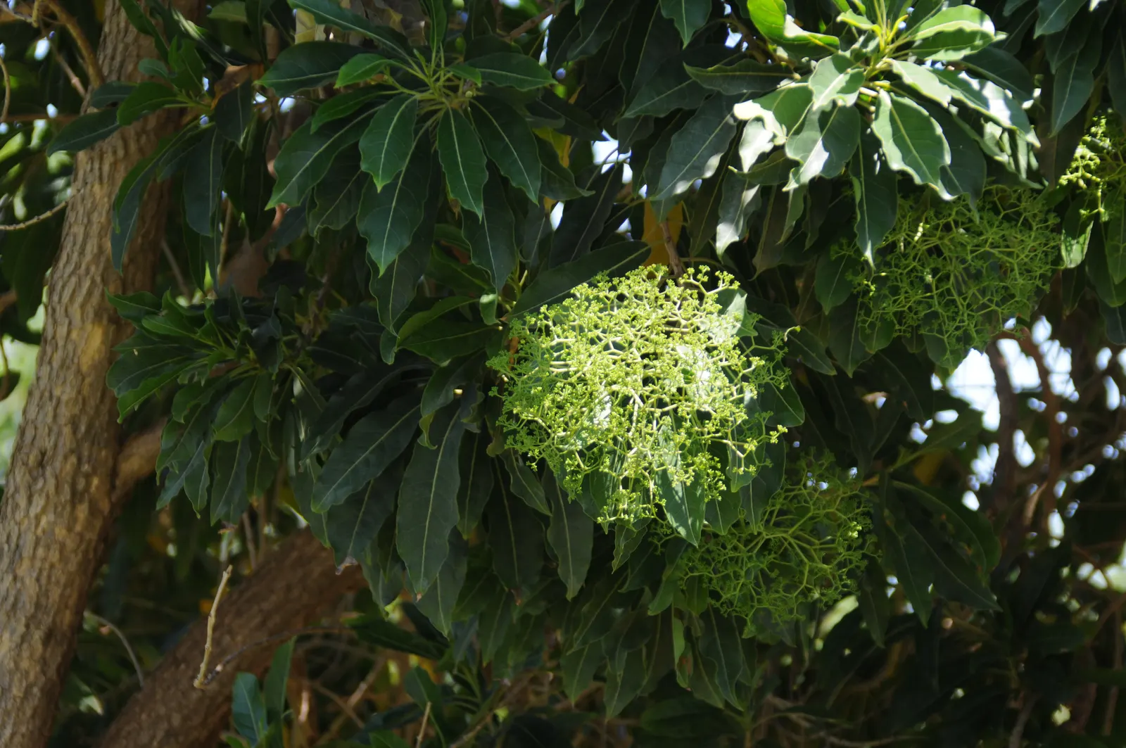 Forest Elder, Forest Nuxia (Nuxia Floribunda) — white flowers in the garden
