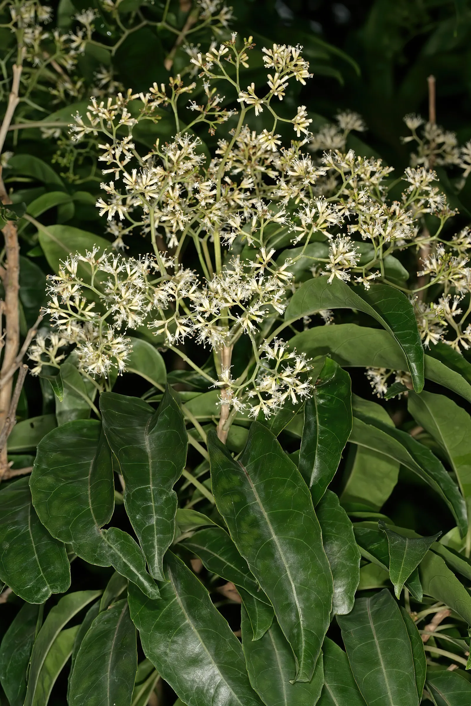 Forest Elder, Forest Nuxia (Nuxia Floribunda) — enhancing the biodiversity of the garden