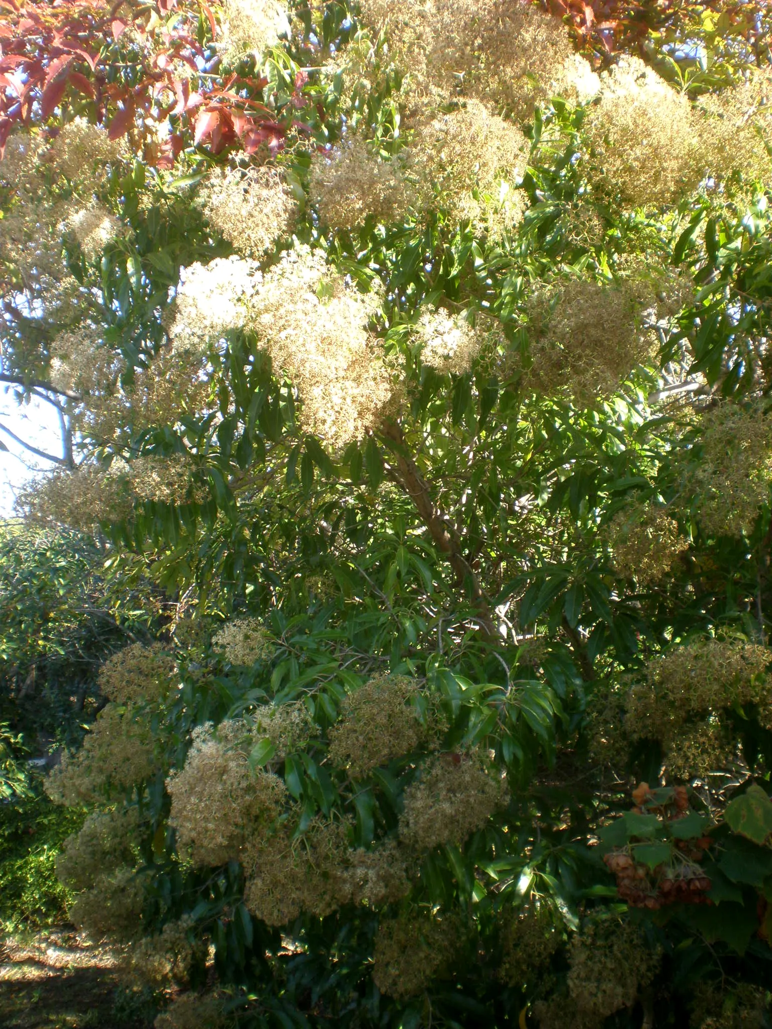 Forest Elder, Forest Nuxia (Nuxia Floribunda) — reaching heights of 10-20 feet