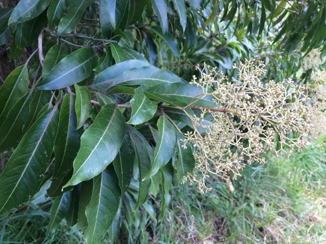 Forest Elder, Forest Nuxia (Nuxia Floribunda) — The non-invasive root system minimizes concern for nearby structures