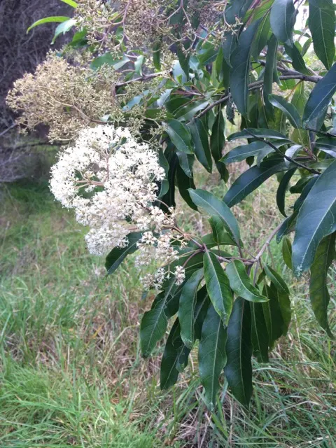 Forest Elder, Forest Nuxia (Nuxia Floribunda) — Its fine-textured foliage and rounded form add elegance to any landscape, attracting birds and pollinators