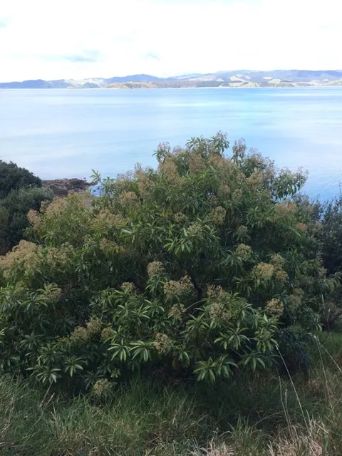 Forest Elder, Forest Nuxia (Nuxia Floribunda) — making it an excellent candidate for creating living screens or hedges