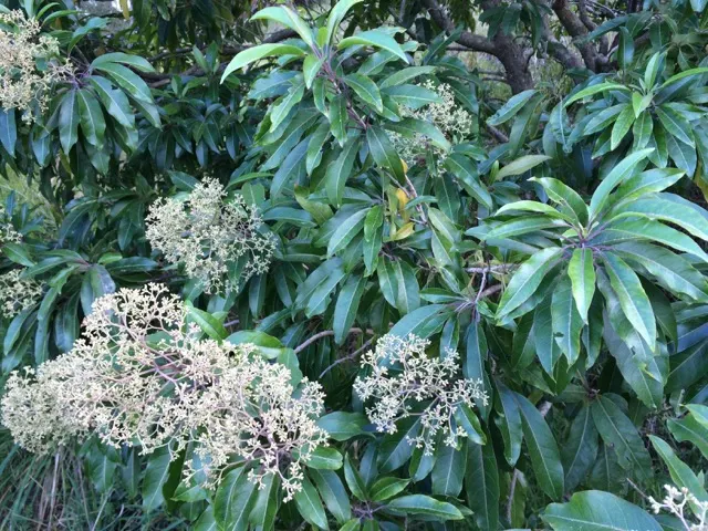 Forest Elder, Forest Nuxia (Nuxia Floribunda) — where it's sure to leave a lasting impression on viewers and homeowners alike