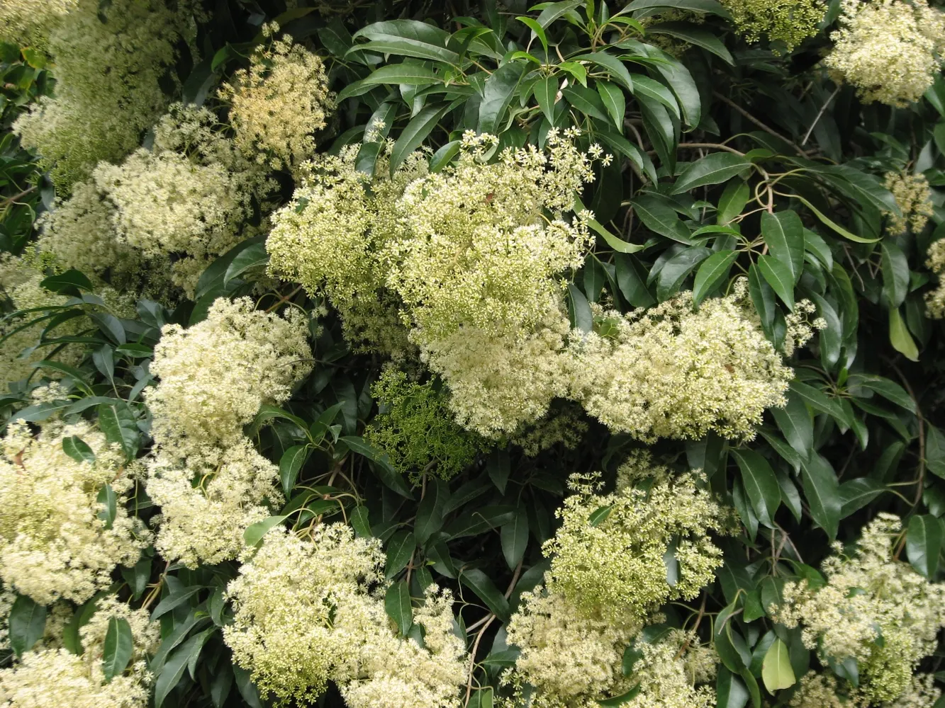 Forest Elder, Forest Nuxia (Nuxia Floribunda) — Nuxia floribunda exhibits a rounded to spreading canopy that can provide ample shade