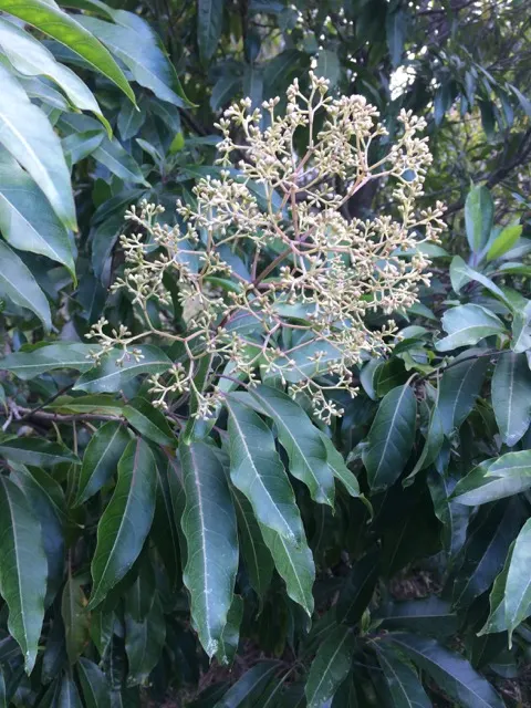 Forest Elder, Forest Nuxia (Nuxia Floribunda) — Celebrated for its dense clusters of fragrant white blossoms, it blooms prolifically in late winter to spring