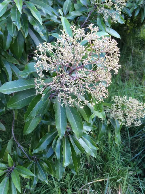 Forest Elder, Forest Nuxia (Nuxia Floribunda) — is a versatile and ornamental plant native to the highlands of Southern and Eastern Africa
