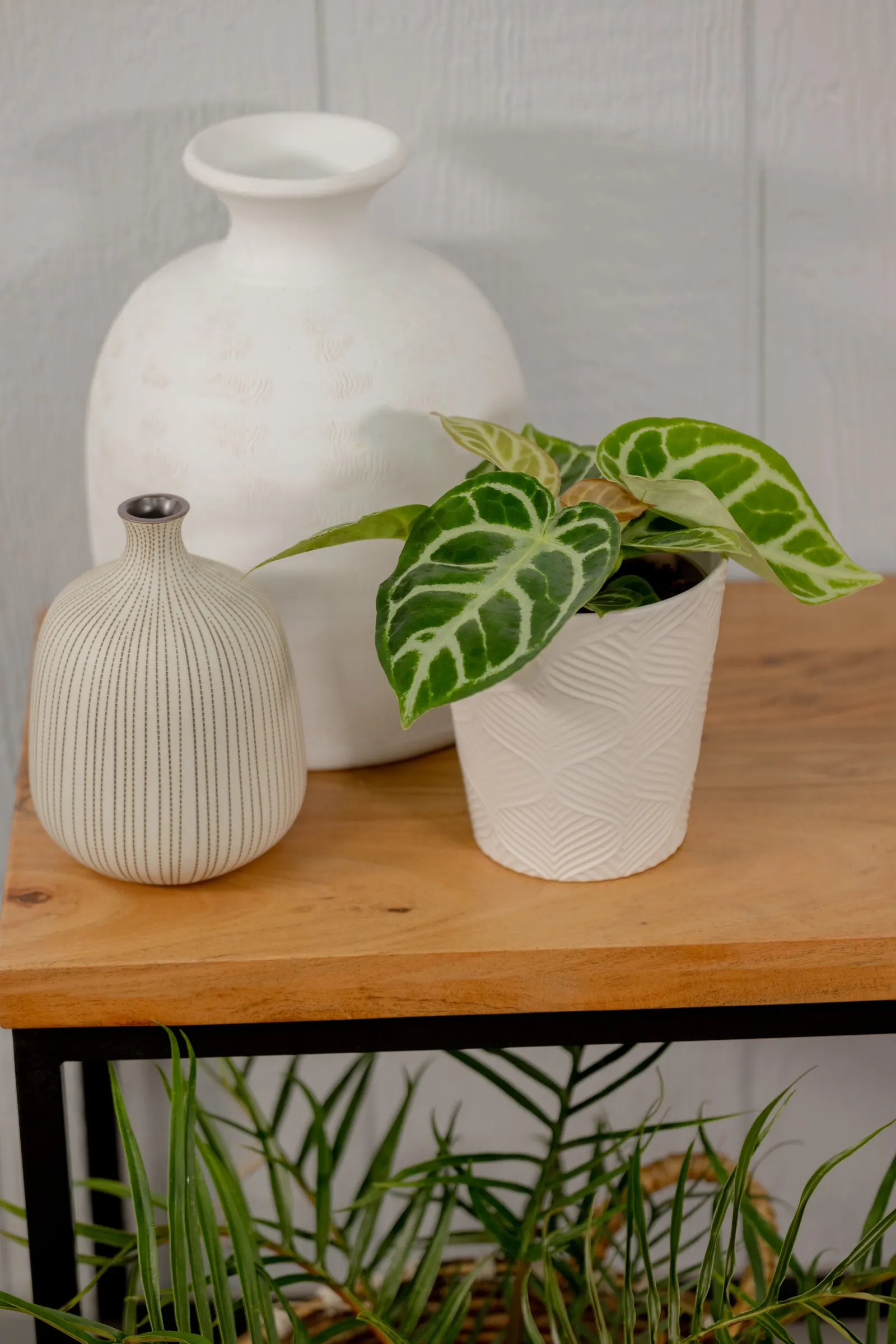 Heart's Desire™ Silver Blush Anthurium (Anthurium hybrid) — The Anthurium hybrid is a tropical houseplant with upright