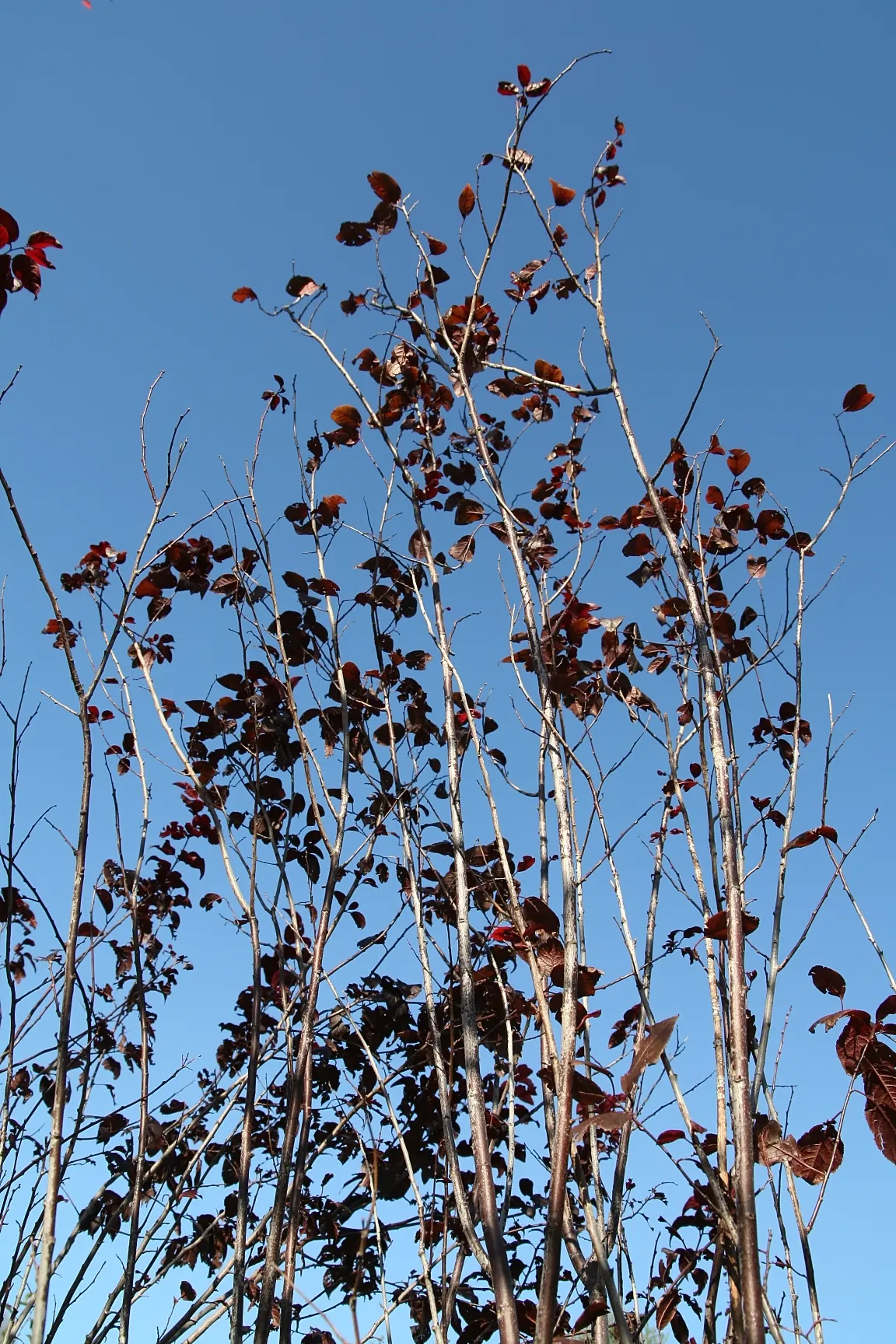 Thundercloud Plum (Prunus Cerasifera 'Thundercloud') — Maturing at a height of approximately 15 to 25 feet with a spread of 15 to 20 feet
