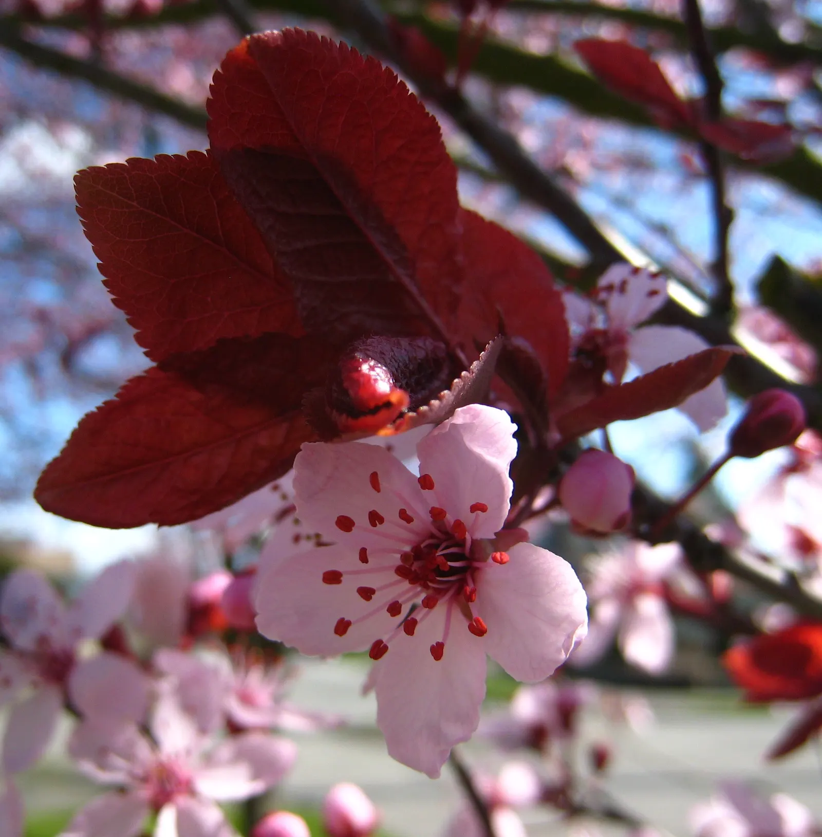Thundercloud Plum (Prunus Cerasifera 'Thundercloud') — pink flowers in the garden