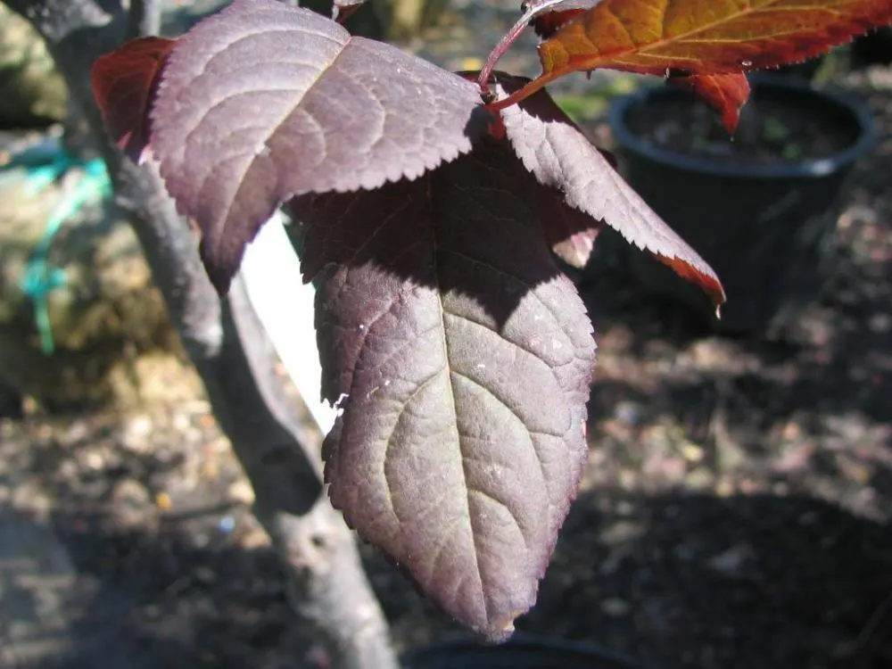 Thundercloud Plum (Prunus Cerasifera 'Thundercloud') — providing an early seasonal interest.<br><br>Adaptable to a range of soil types - from loamy to sandy