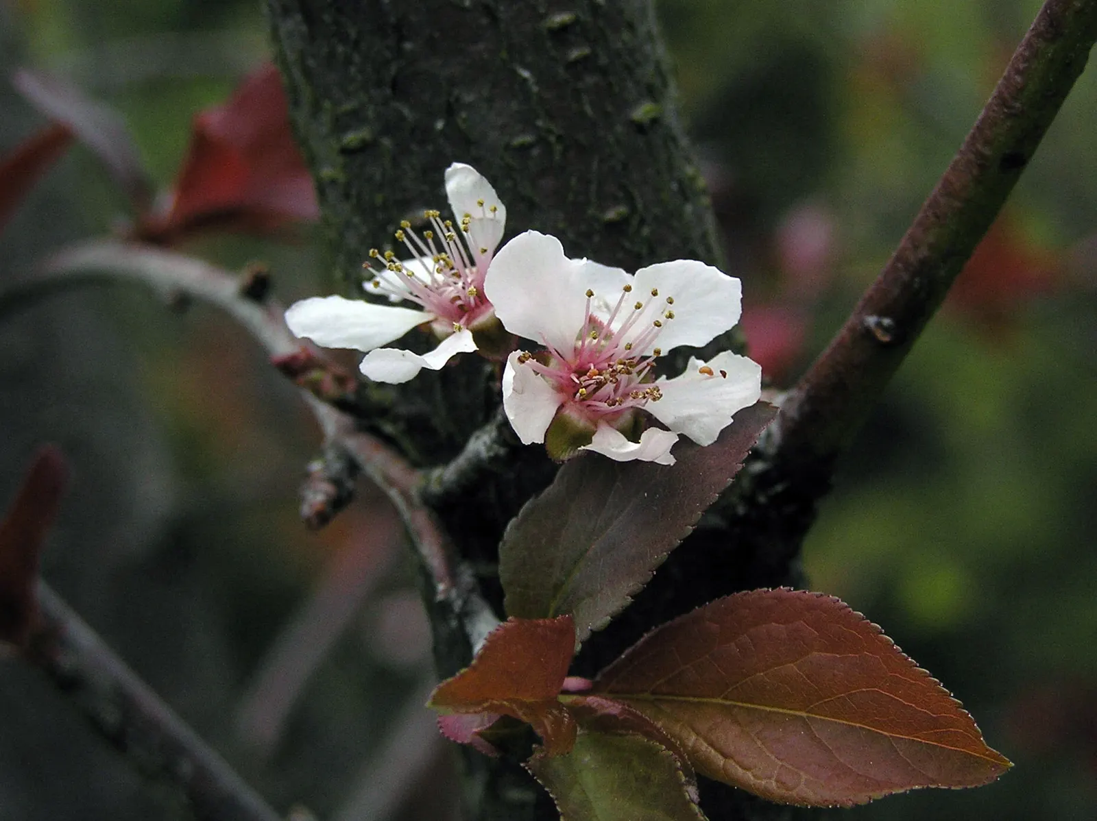 Thundercloud Plum (Prunus Cerasifera 'Thundercloud') — ensuring its beauty complements your garden for years to come