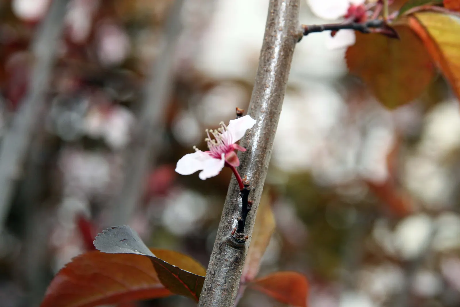 Thundercloud Plum (Prunus Cerasifera 'Thundercloud') — adding a dramatic flair to the landscape