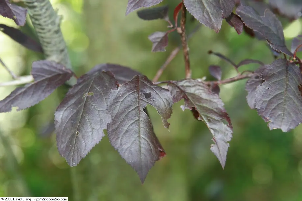Thundercloud Plum (Prunus Cerasifera 'Thundercloud') — and even clay soils - it prefers well-draining conditions and a location that receives full sun to part