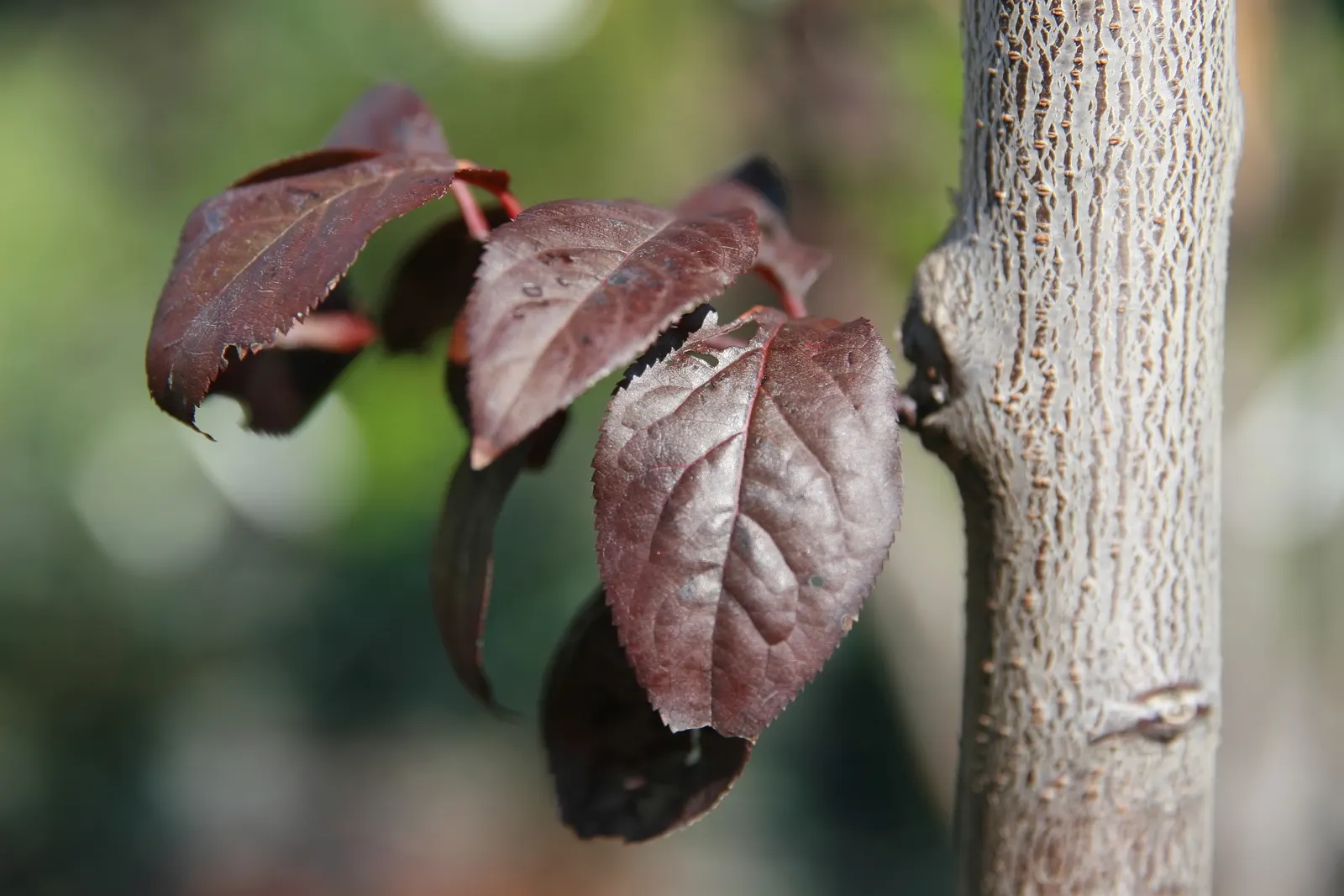 Thundercloud Plum (Prunus Cerasifera 'Thundercloud') — Regular maintenance and monitoring can help keep the Thundercloud Plum in peak condition
