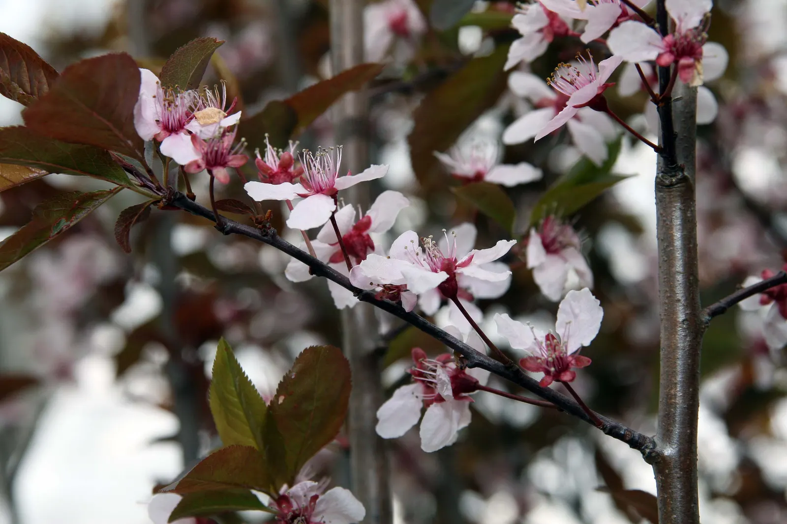 Thundercloud Plum (Prunus Cerasifera 'Thundercloud') — However, note that it can be susceptible to pests and diseases, such as borers and leaf spot