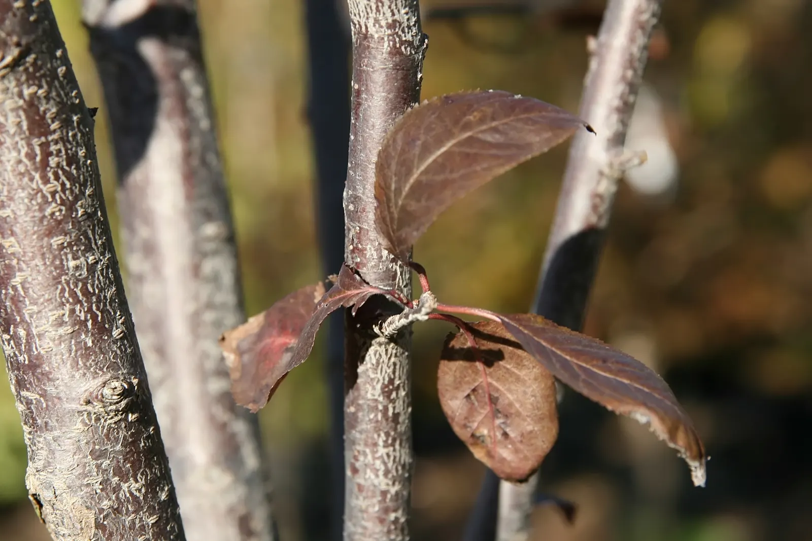 Thundercloud Plum (Prunus Cerasifera 'Thundercloud') — it requires moderate watering