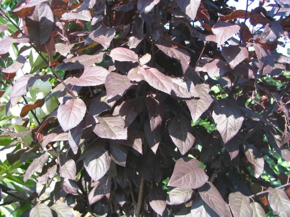 Thundercloud Plum (Prunus Cerasifera 'Thundercloud') — enhancing aesthetic appeal while providing light shade
