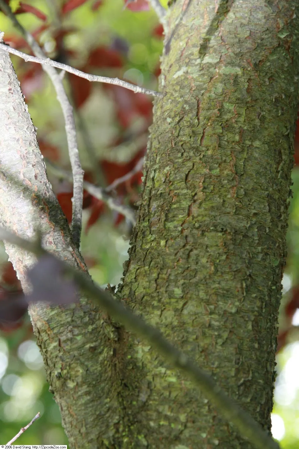 Thundercloud Plum (Prunus Cerasifera 'Thundercloud') — It's ideal as a focal point in yards or for lining pathways