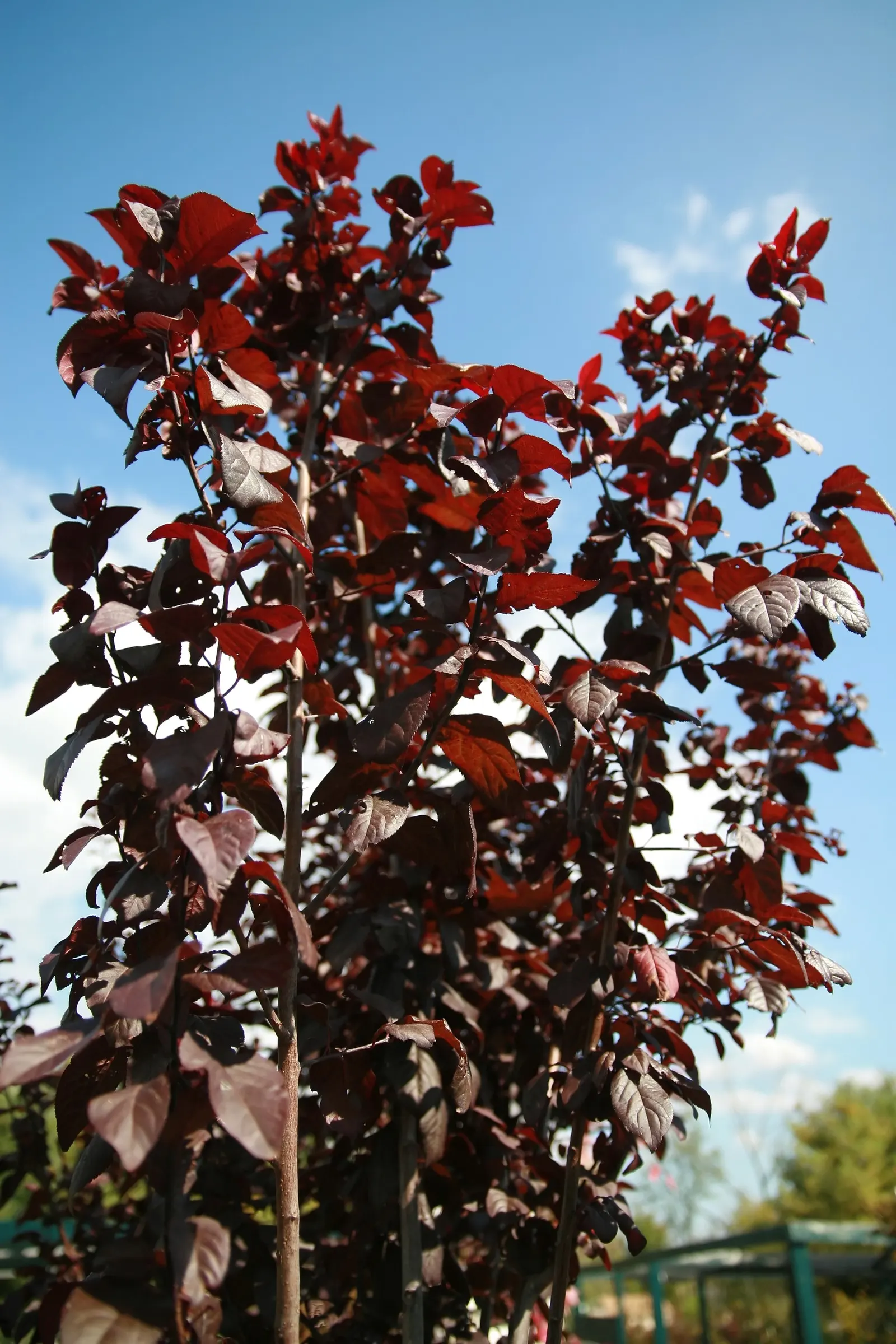 Thundercloud Plum (Prunus Cerasifera 'Thundercloud') — commonly known as the Thundercloud Plum