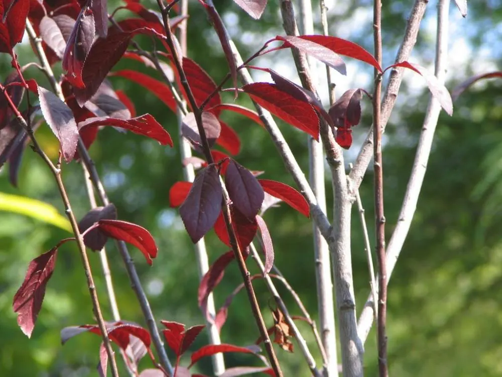 Thundercloud Plum (Prunus Cerasifera 'Thundercloud') — Known for its stunning deep purple leaves and spring pink blossoms, it adds dramatic color to landscapes