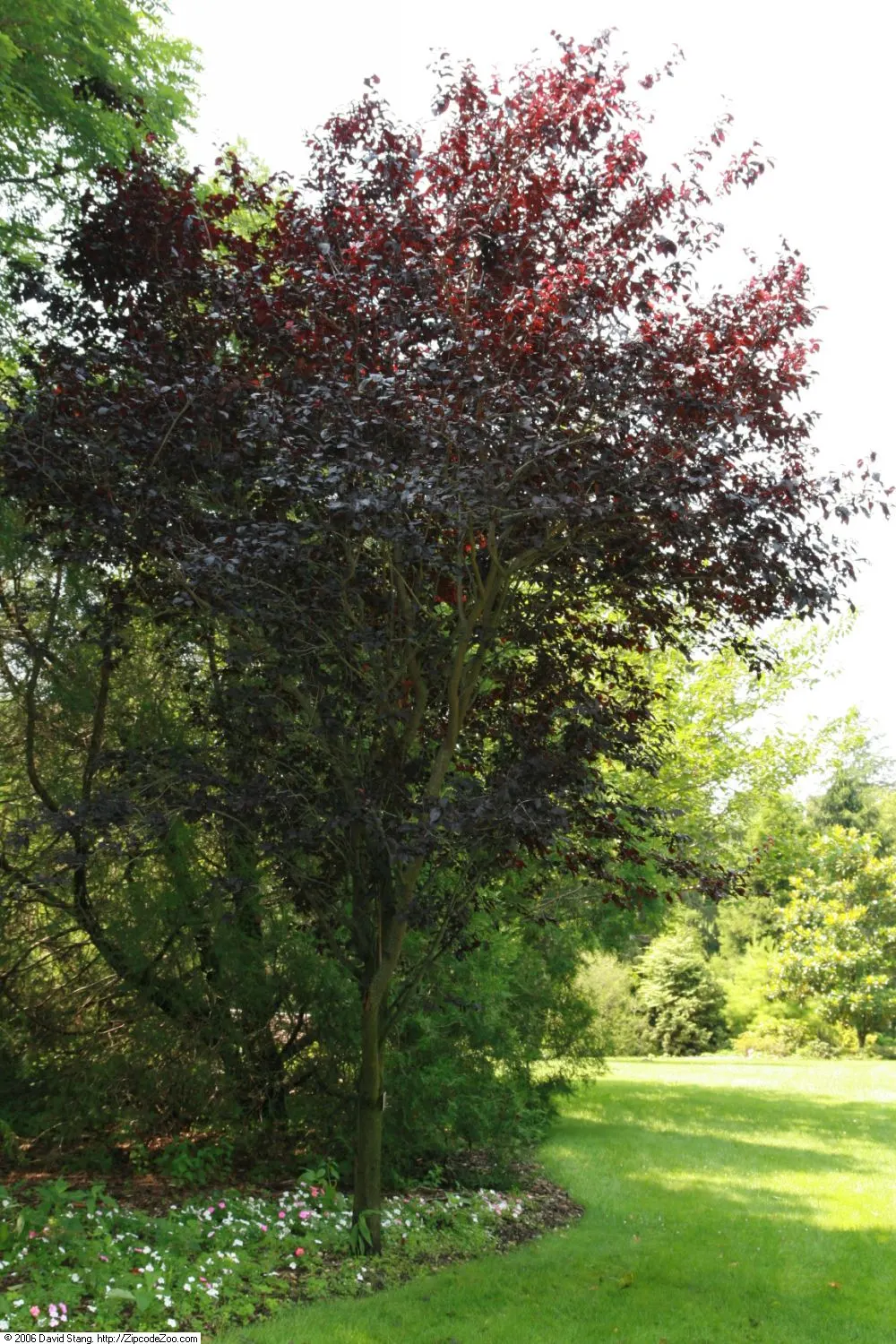 Thundercloud Plum (Prunus Cerasifera 'Thundercloud') — While it is hardy in USDA zones 5 through 8