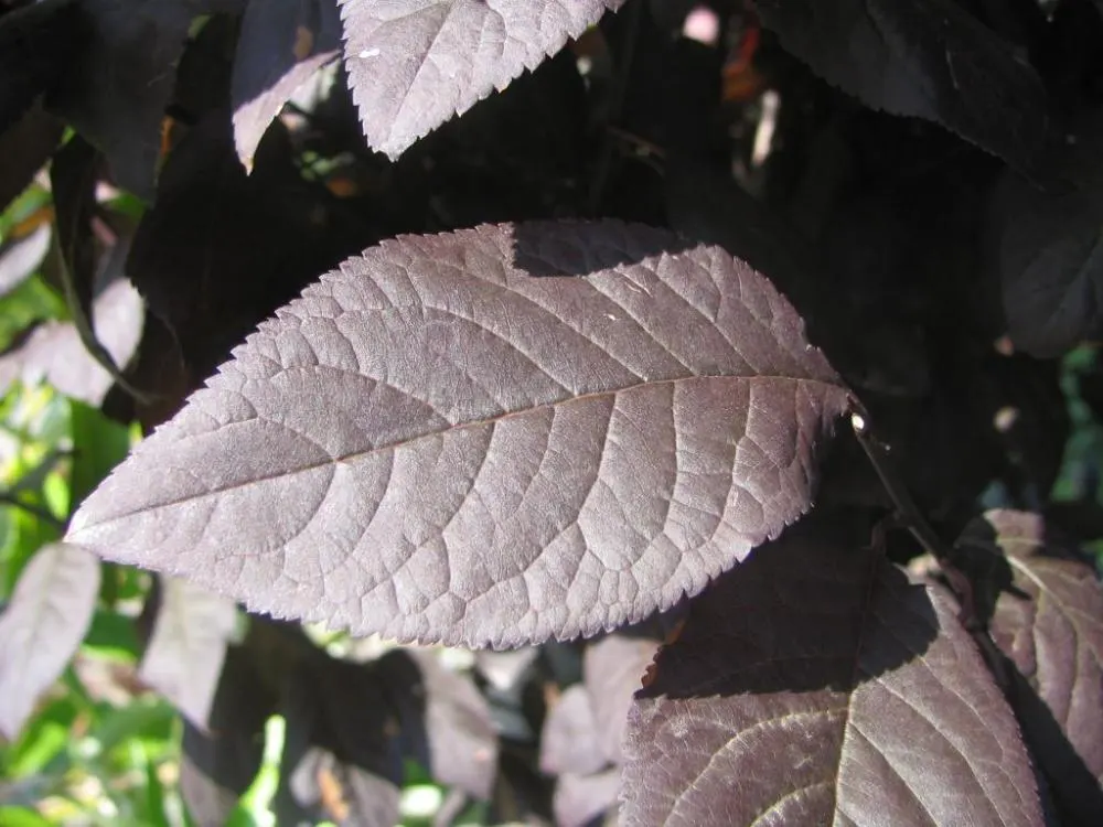Thundercloud Plum (Prunus Cerasifera 'Thundercloud') — This tree prefers full sun, adapts to various soils, and requires moderate water