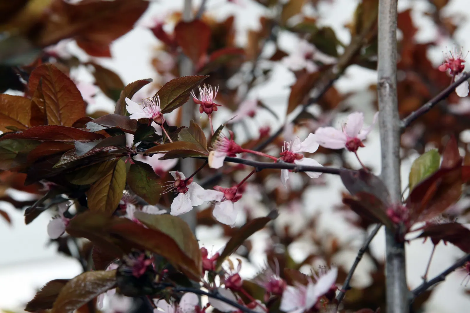 Thundercloud Plum (Prunus Cerasifera 'Thundercloud') — Prunus Cerasifera 'Thundercloud,' is a deciduous ornamental with a rounded shape