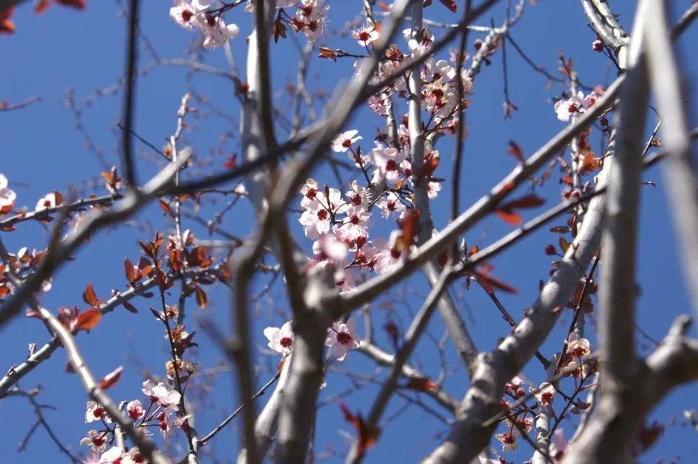 Thundercloud Plum (Prunus Cerasifera 'Thundercloud') — offering year-round interest with its changing blossoms and foliage