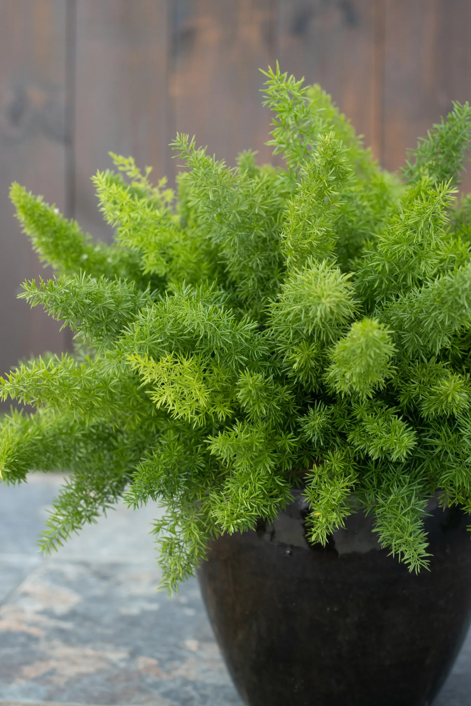 Myersii Foxtail Fern (Asparagus densiflorus) — fern-like foliage plant with dense