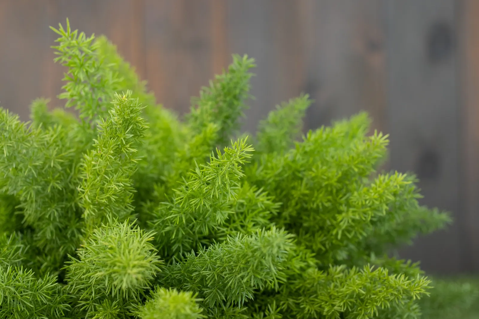 Myersii Foxtail Fern (Asparagus densiflorus) — foxtail-shaped plumes and a sculptural mounding habit